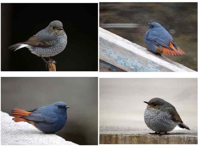 圆滚滚的红尾水鸲