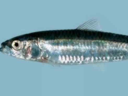 自然奇观:动物大迁徙(沙丁鱼) 自然奇观:动物大迁徙(沙丁鱼)