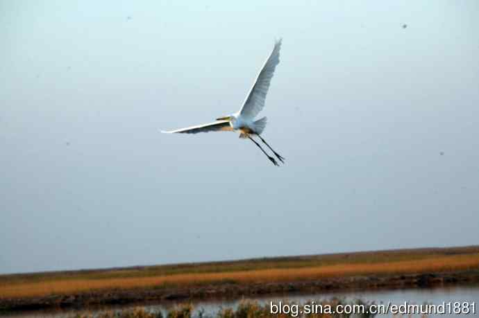崇明东滩湿地公园十一月鸟况-望远镜打鸟