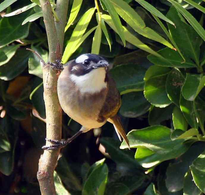 飞雁滩拍鸟 多种水鸟和白头翁