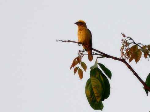 家禽驯化之源之二十四