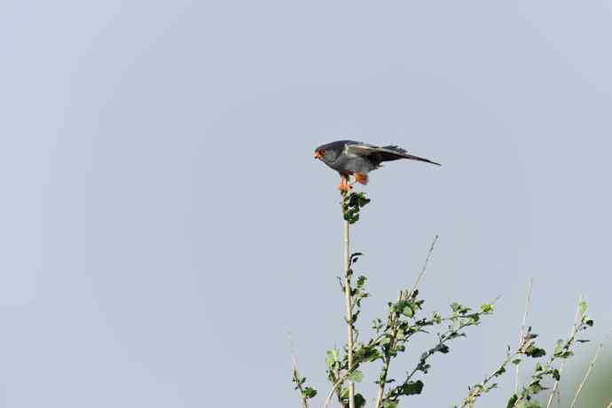 阿穆尔隼与普通燕鸻（生境）