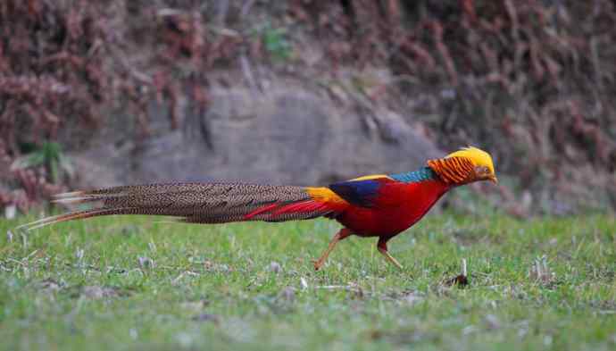 洋县两天观鸟，秦岭如此美妙！