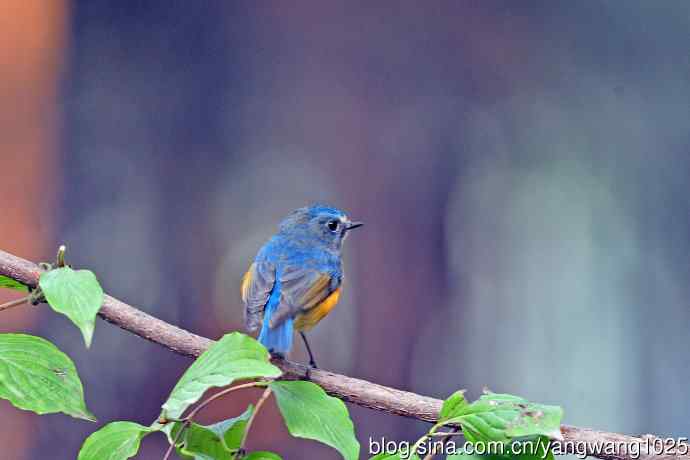 雄性红胁蓝尾鸲（33）