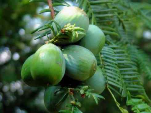 鱼类活化石:齿蝶鱼 鱼类活化石:齿蝶鱼