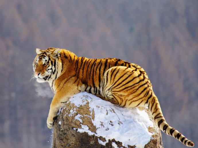 犬科：薮犬亚科豺属之豺