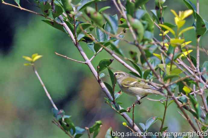 黄眉柳莺（24）