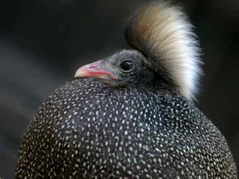 凤凰:传说中的鸟原型探秘(大眼斑雉) 凤凰:传说中的鸟原型探秘(大眼斑雉)