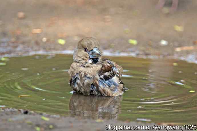 洗浴中的锡嘴雀（3）