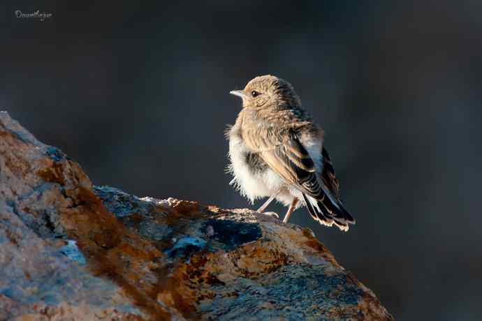 白顶鵖育雏 白顶鵖育雏