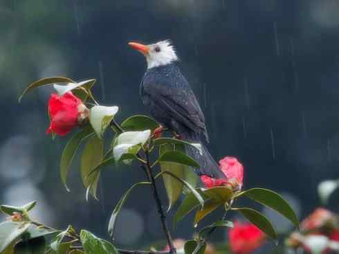 白头鸟系列:另类的美丽（黑短脚鹎）