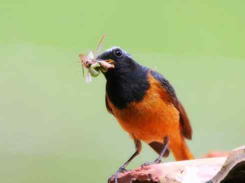 美丽无罪：雀鸟之红尾鸲