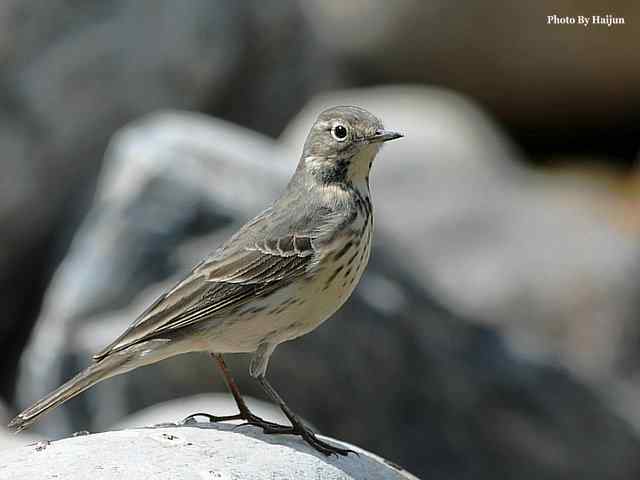 房山十渡(苍鹭水鹨白鹡鸰)