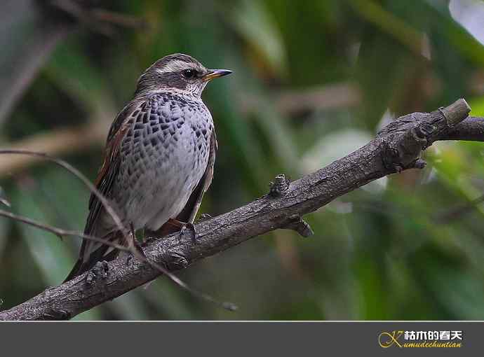 斑鸫&bull;宝兴歌鸫&bull;乌灰鸫【实拍】