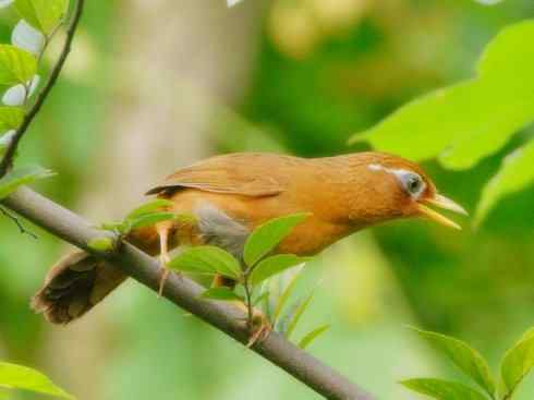 美丽无罪：雀鸟之绿鹛