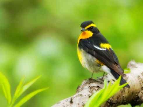 美丽无罪:雀鸟之姬鹟 美丽无罪:雀鸟之姬鹟