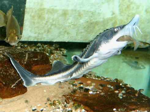 鱼类活化石：中华鲟