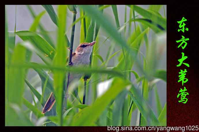 北京天坛公园的鸟类——东方大苇莺