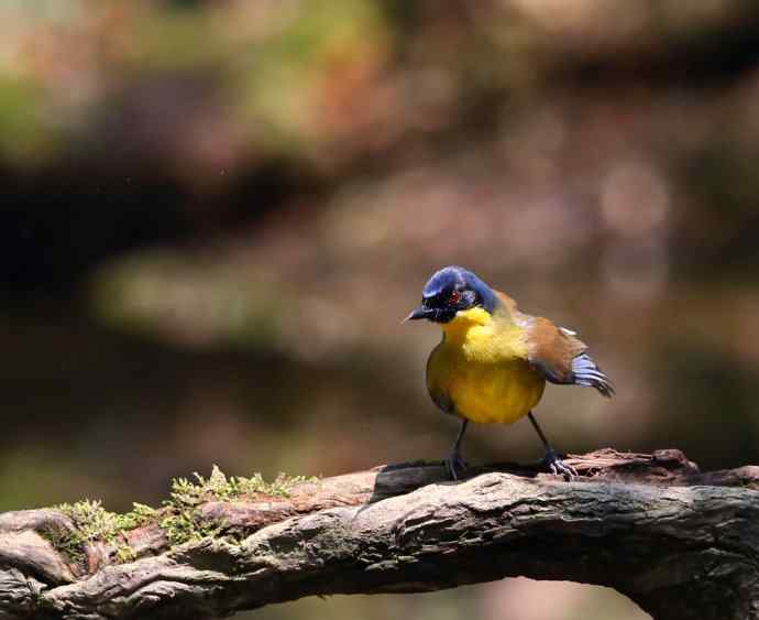 【半日相逢世界濒危小鸟---黄喉噪鹛】