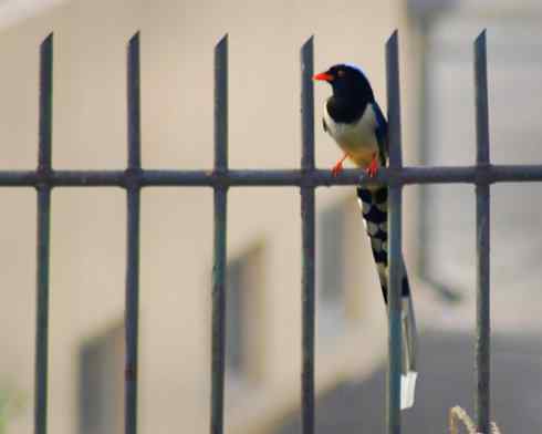 红嘴蓝鹊（组图，9张图片）