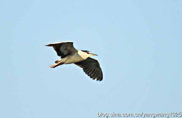 夜鹭（库存片）