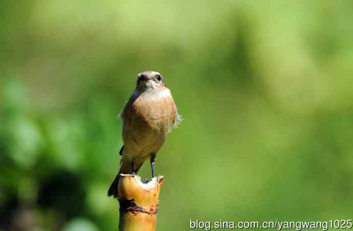 雌性黑喉石鵖（4）