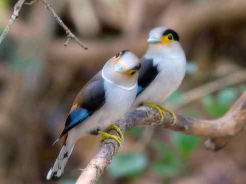 美丽无罪：雀鸟之阔嘴鸟