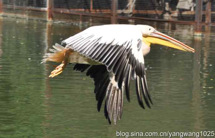 再拍大鹈鹕 wbr wbr1