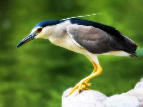 猎奇：奇特的鸟喙之一