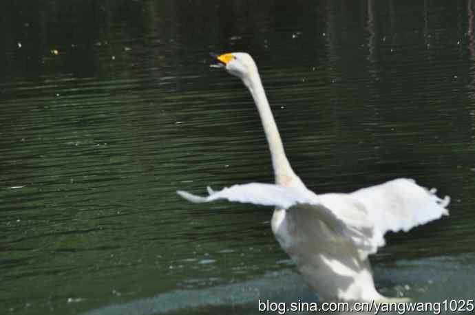 舞（天鹅之舞）