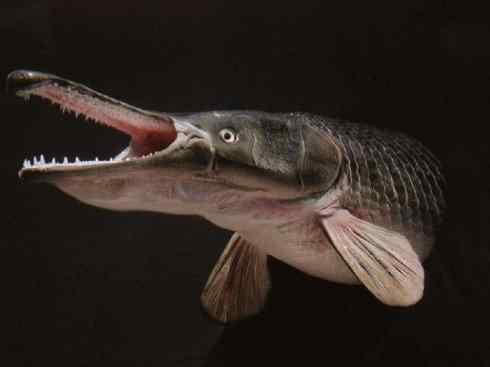 鱼类活化石:鳄雀鳝 鱼类活化石:鳄雀鳝