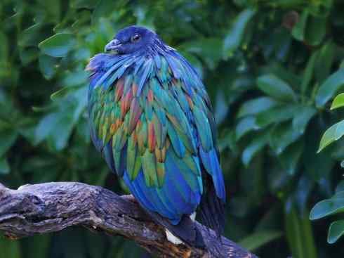 凤凰：传说中的鸟原型探秘（孔雀雉）