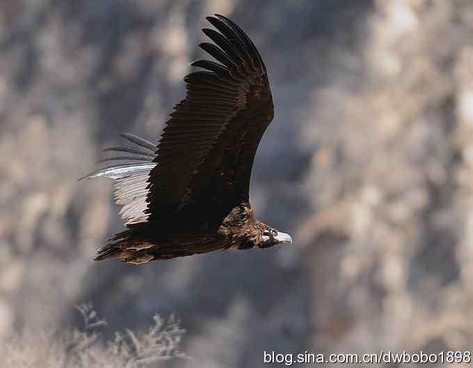 走近秃鹫：一段撼人心魄的拍摄经历