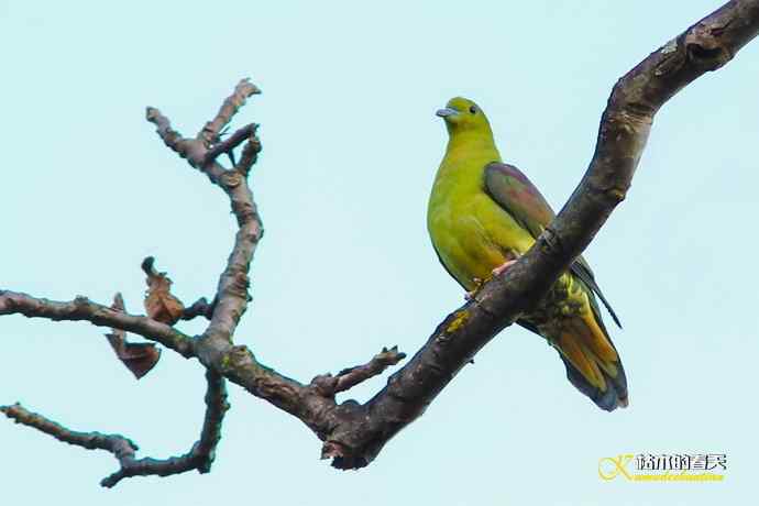 云南拍鸟的几张记录片