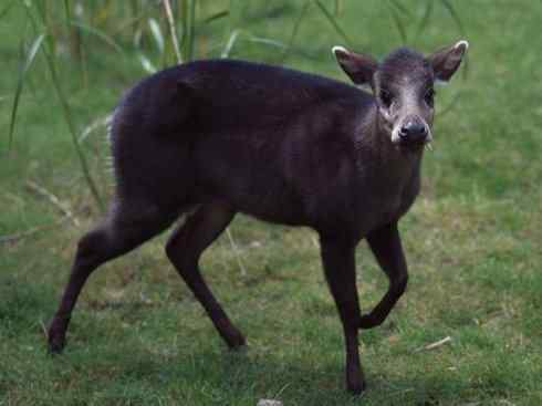 麒麟:传说的兽原型探秘(麋鹿) 麒麟:传说的兽原型探秘(麋鹿)