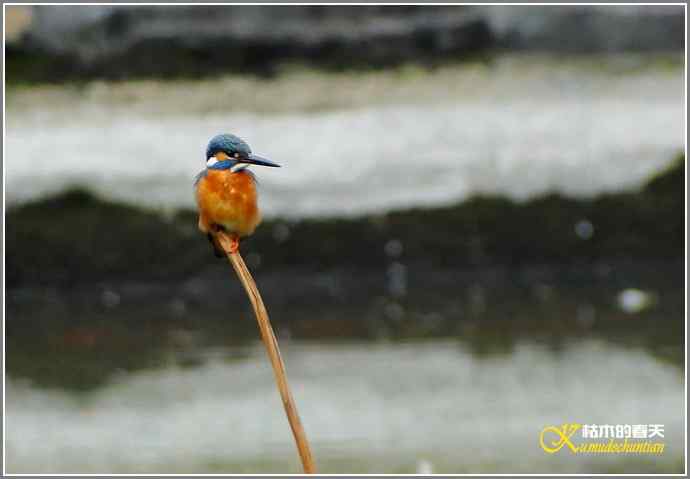 拍鸟偶遇【照片】