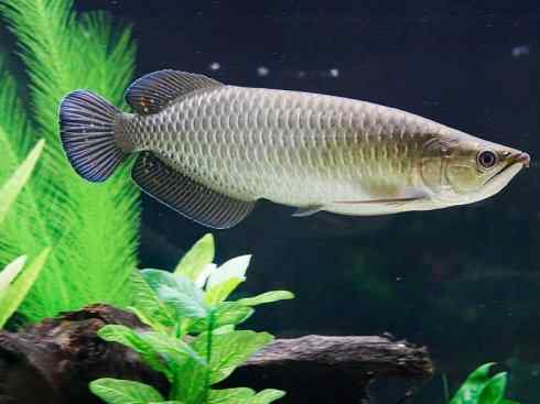 鱼类活化石：巨骨舌鱼