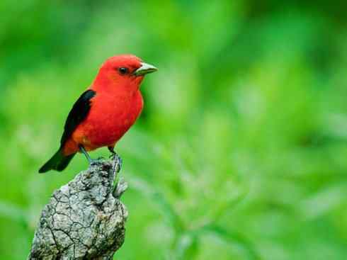 极品红色鸟类:猩红比蓝雀