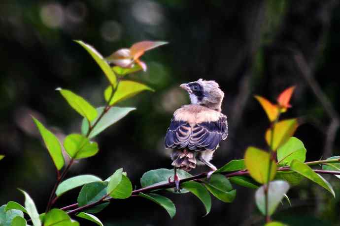 200.伯劳雏鸟上树危机四伏