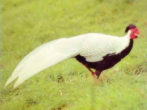 家禽驯化之源之八