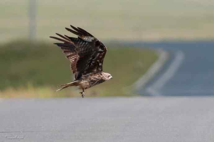 马路天使黑耳鳶