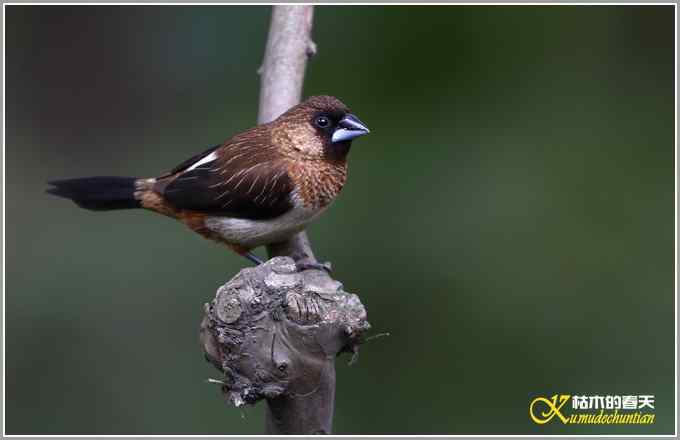 白腰文鸟一组【照片】