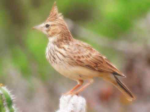 家禽驯化之源之二十八