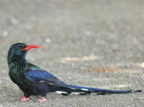 绝色攀禽:戴胜与林戴胜 绝色攀禽:戴胜与林戴胜