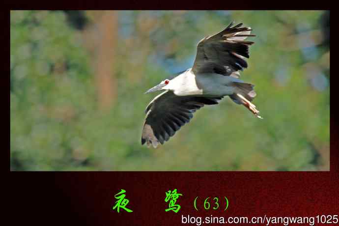 北京动物园的鸟类——飞（夜鹭）63