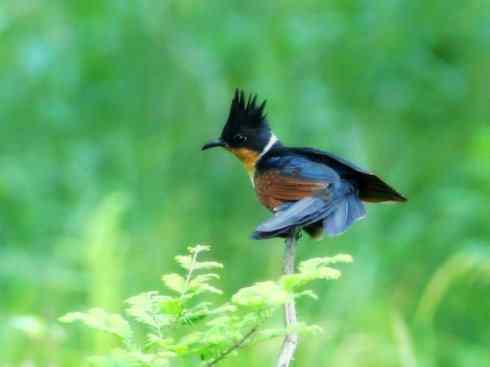 奇特的盔:大犀鹃 奇特的盔:大犀鹃