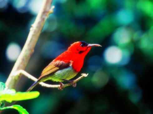 美丽无罪：雀鸟之太阳鸟