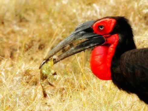 奇特的盔：盔犀鸟