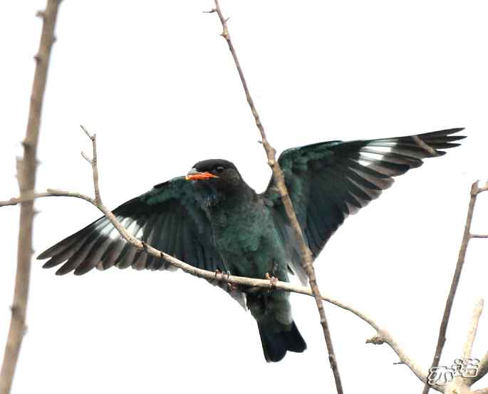 圆明园 wbr路 wbr三宝鸟(清晰、飞行版) 圆明园 wbr路 wbr三宝鸟(清晰、飞行版)