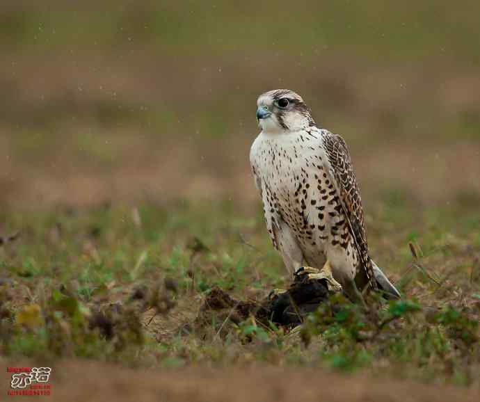 官厅水库&nbsp;wbr路&nbsp;wbr金秋十一猛